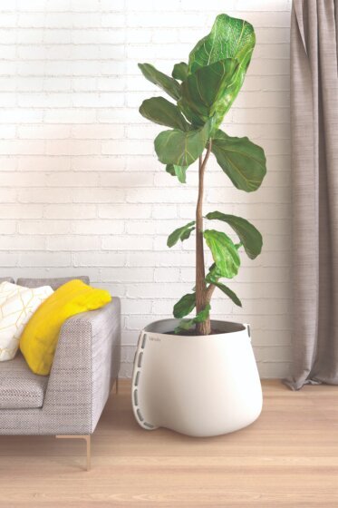 Residential Living Room - Concrete planters